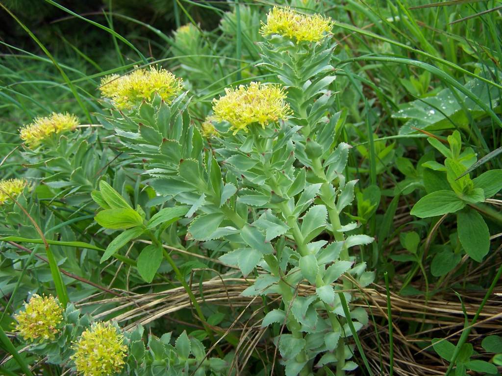 Adaptogeny na wypaleniu: ashwagandha, rhodiola, reishi — co mówią badania, a co marketing